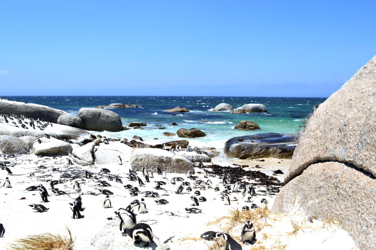 View of the penguins on Boulders Beach in Cape Town